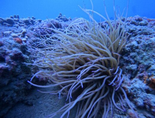ASD Vieste Scuba Explorers