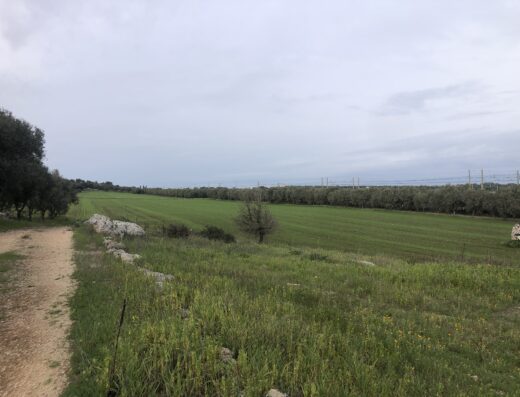 Azienda Agricola Tuccillo Leonardo