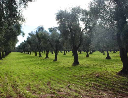 Aziende Agricole Cantine Cimaglia
