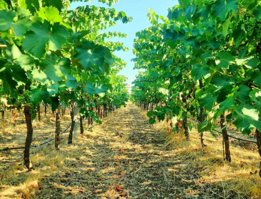 Cantine Tere del Sud di Rocco Venneri